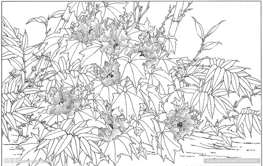 芙蓉花线描 芙蓉花白描 芙蓉花