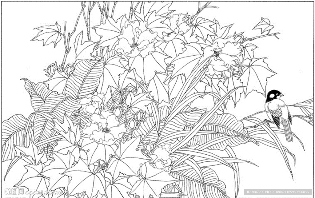 芙蓉花线描 芙蓉花白描 芙蓉花