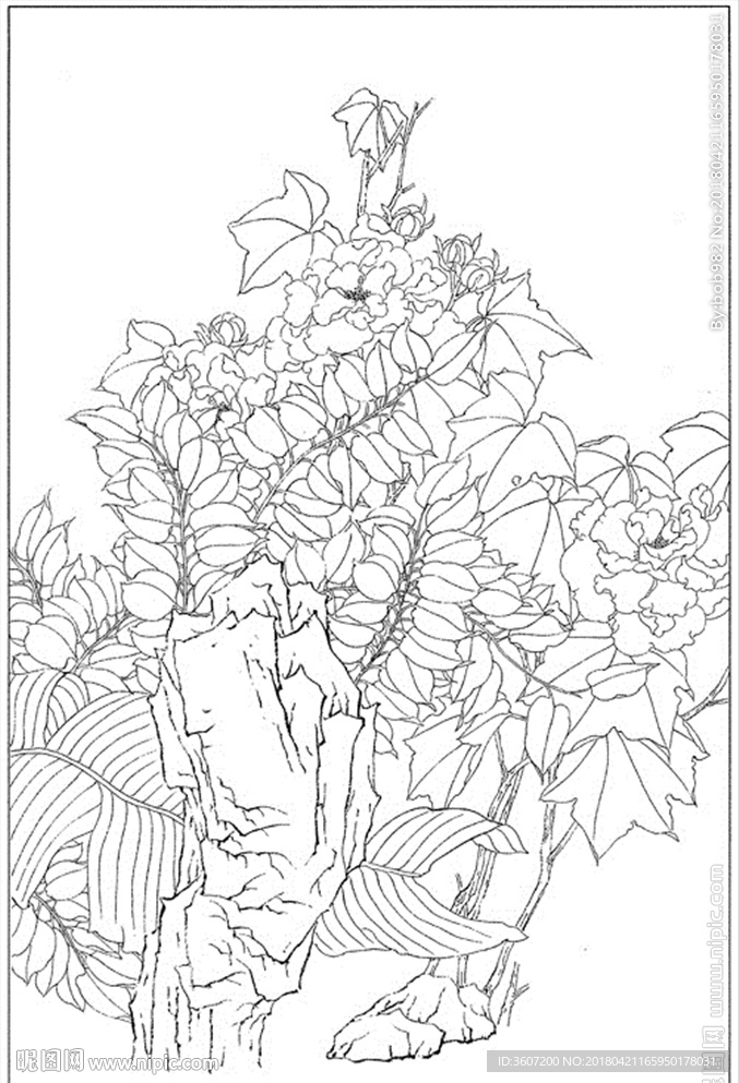 芙蓉花线描 芙蓉花白描 芙蓉花