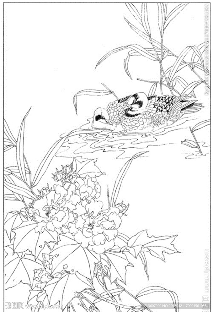 芙蓉花线描 芙蓉花白描 芙蓉花