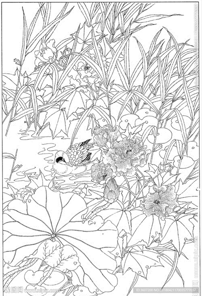 芙蓉花线描 芙蓉花白描 芙蓉花