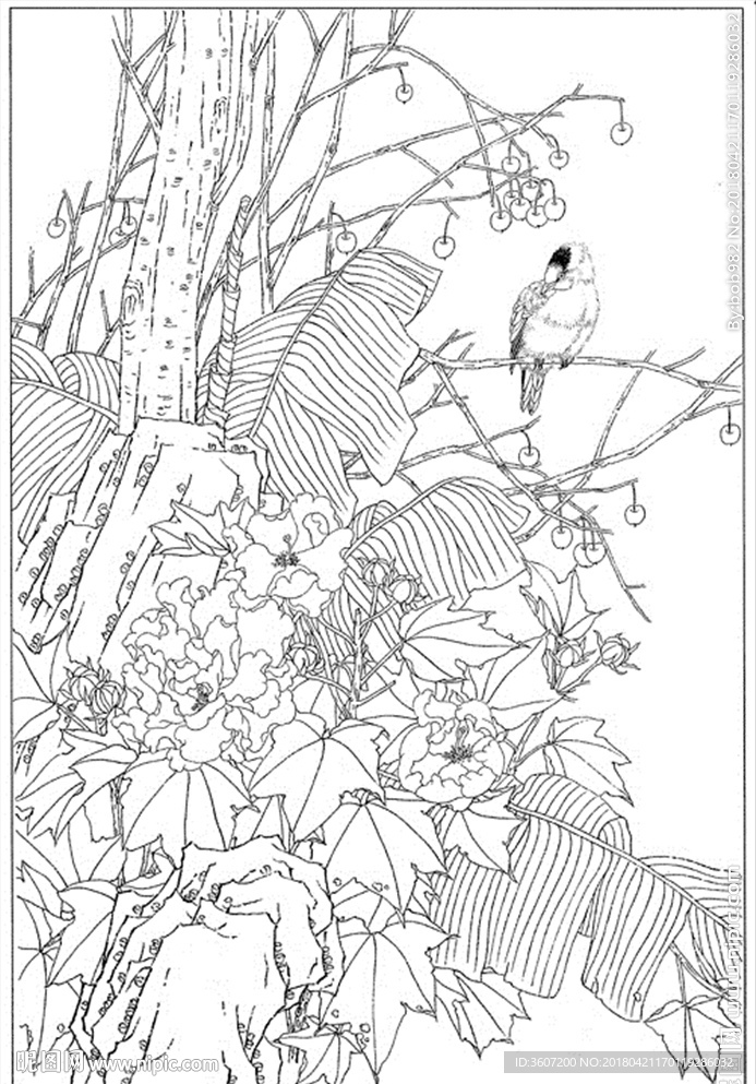 芙蓉花线描 芙蓉花白描 芙蓉花