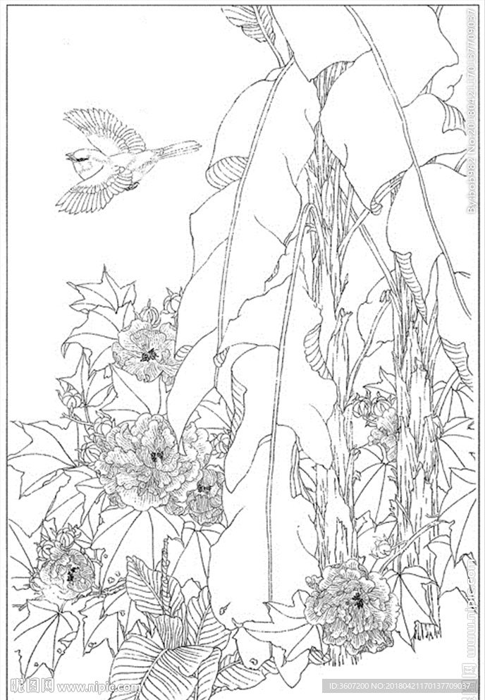 芙蓉花线描 芙蓉花白描 芙蓉花