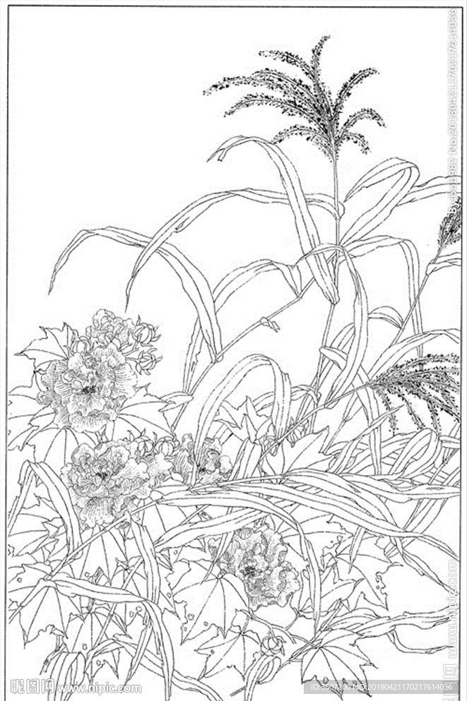 芙蓉花线描 芙蓉花白描 芙蓉花