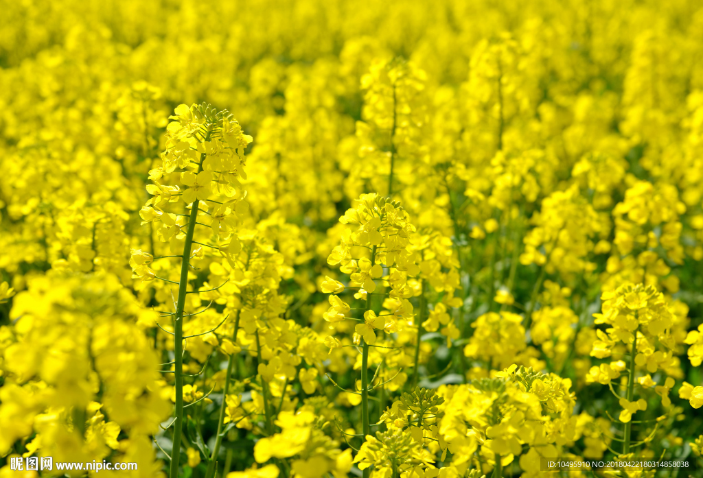 油菜花 油菜花田 油菜 油菜花