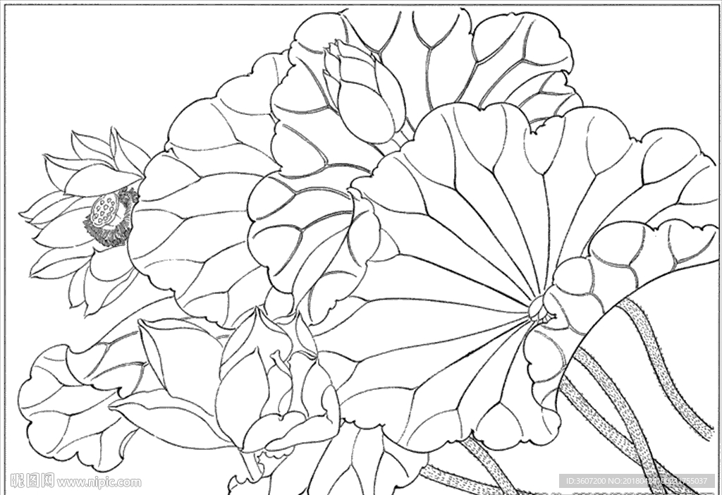 荷花线描 荷花白描 荷花素描