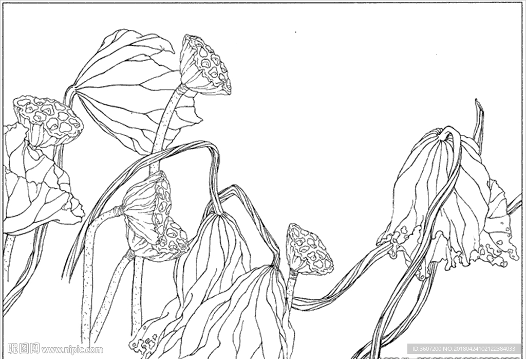 荷花线描 荷花白描 荷花素描