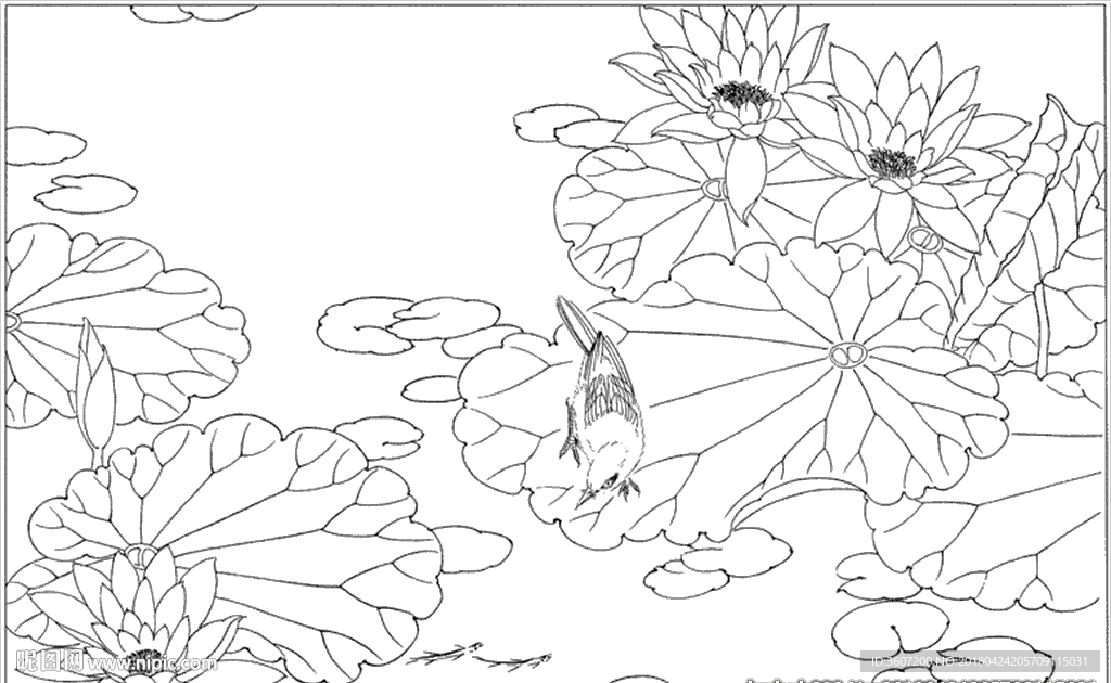 荷花线描 荷花白描 荷花素描