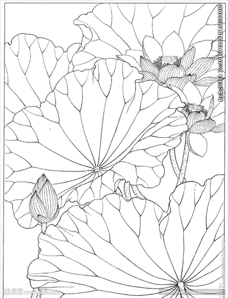 荷花线描 荷花白描 荷花素描设计图__绘画书法_文化艺术_设计图库_昵