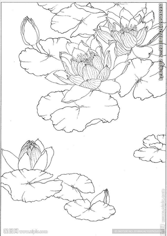 荷花线描 荷花白描 荷花素描