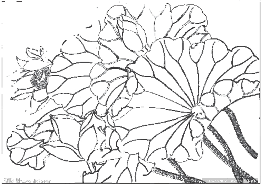 荷花线描 荷花白描 荷花素描