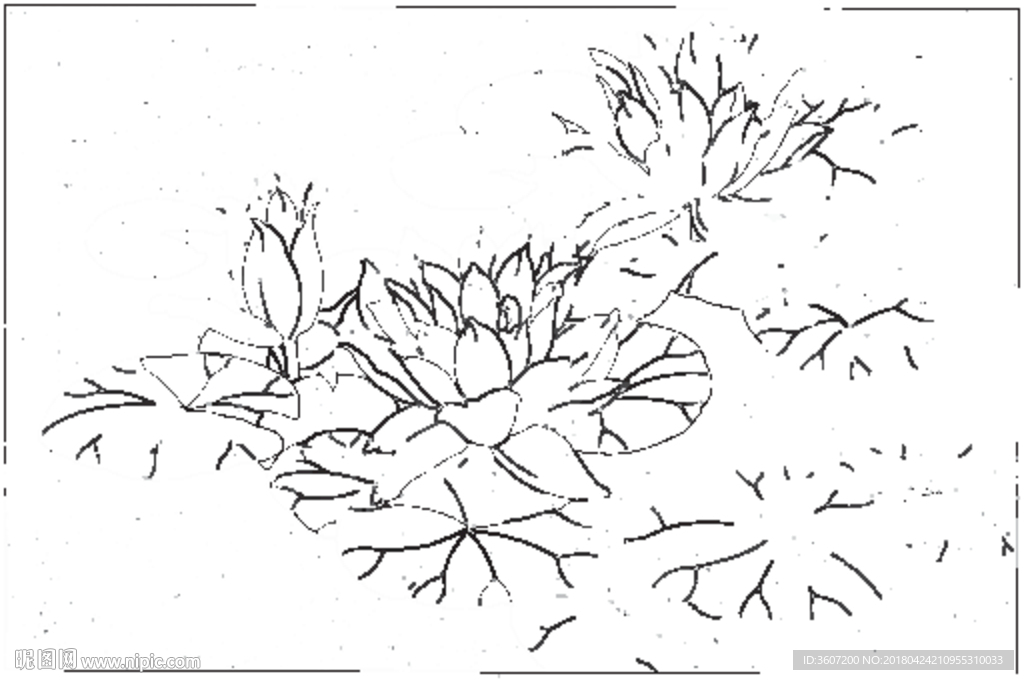 荷花线描 荷花白描 荷花素描