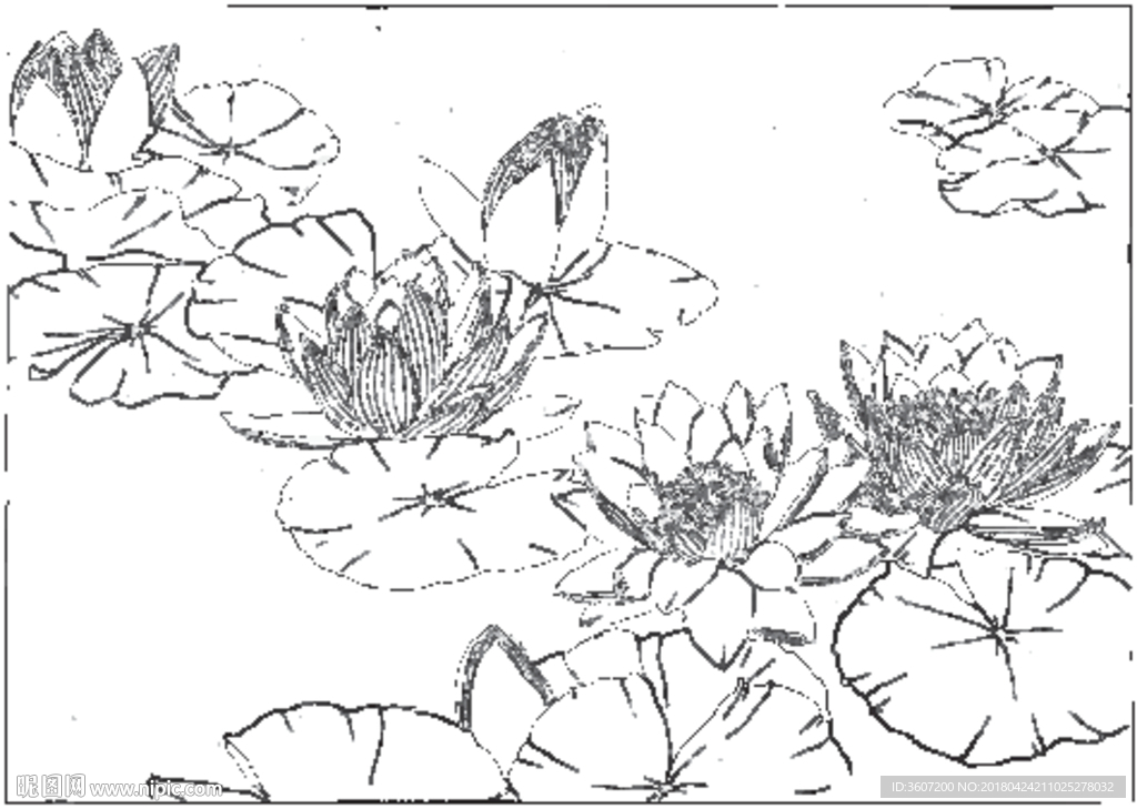 荷花线描 荷花白描 荷花素描