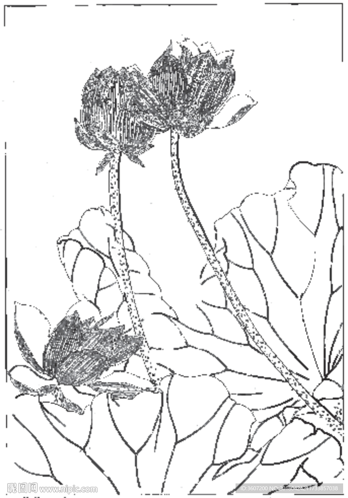 荷花线描 荷花白描 荷花素描