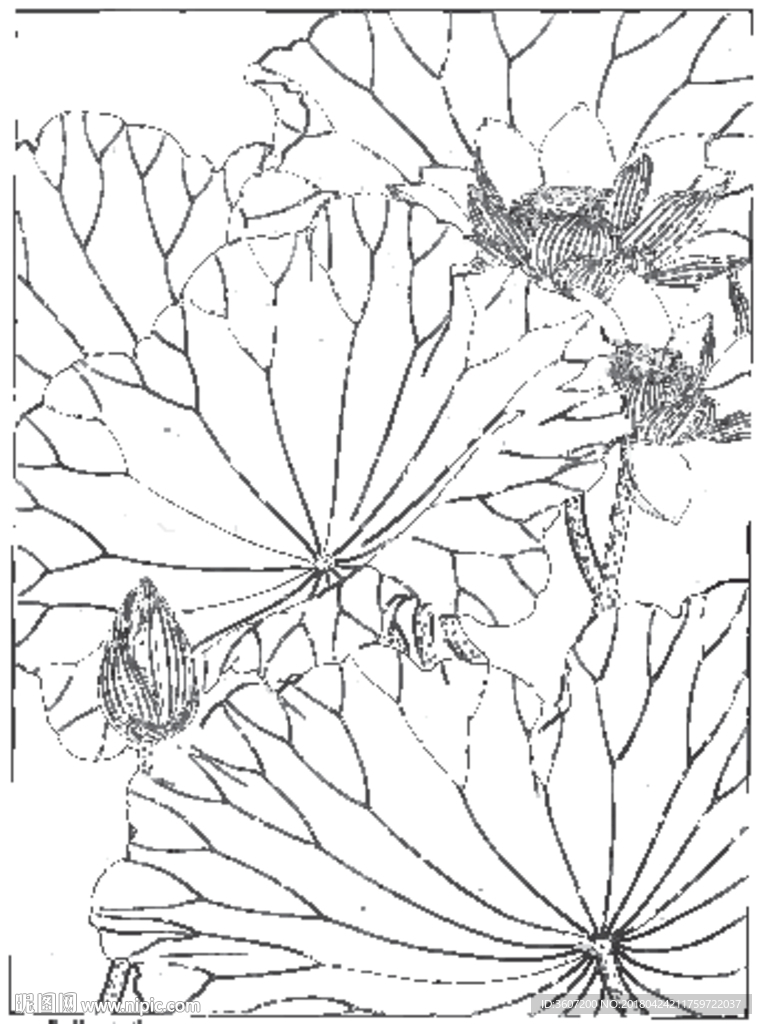 荷花线描 荷花白描 荷花素描