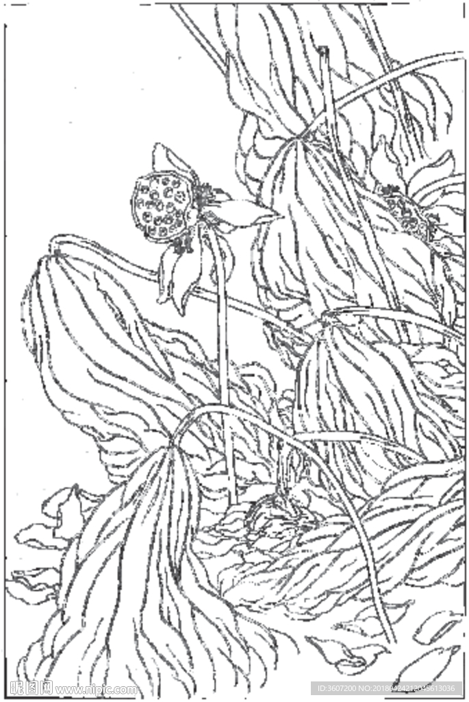 荷花线描 荷花白描 荷花素描