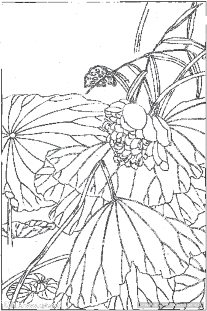 荷花线描 荷花白描 荷花素描