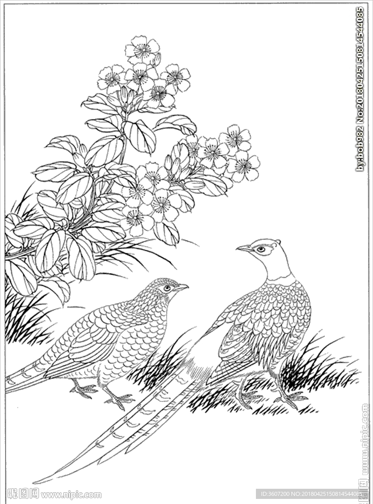 锦鸡线描 锦鸡白描 锦鸡素描