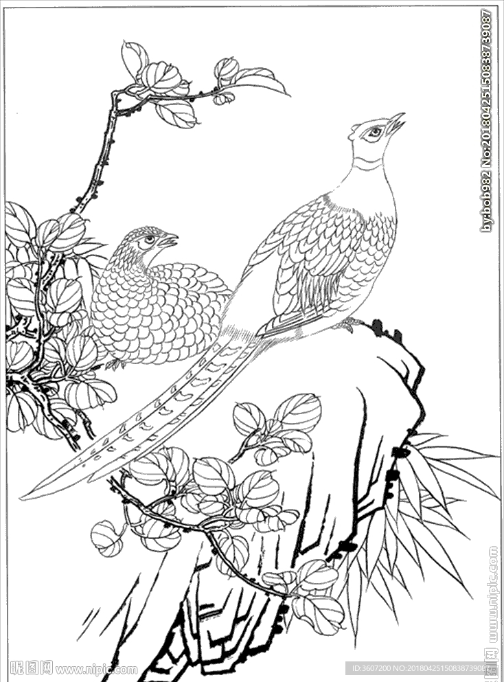锦鸡线描 锦鸡白描 锦鸡素描
