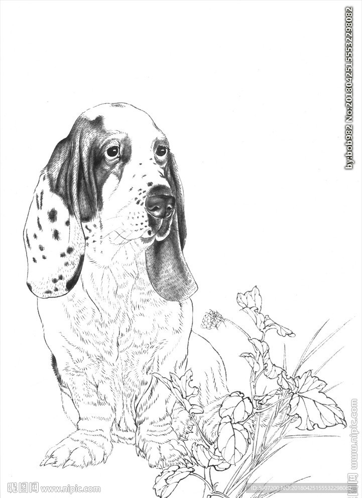 名犬线描 名犬白描 名犬素描
