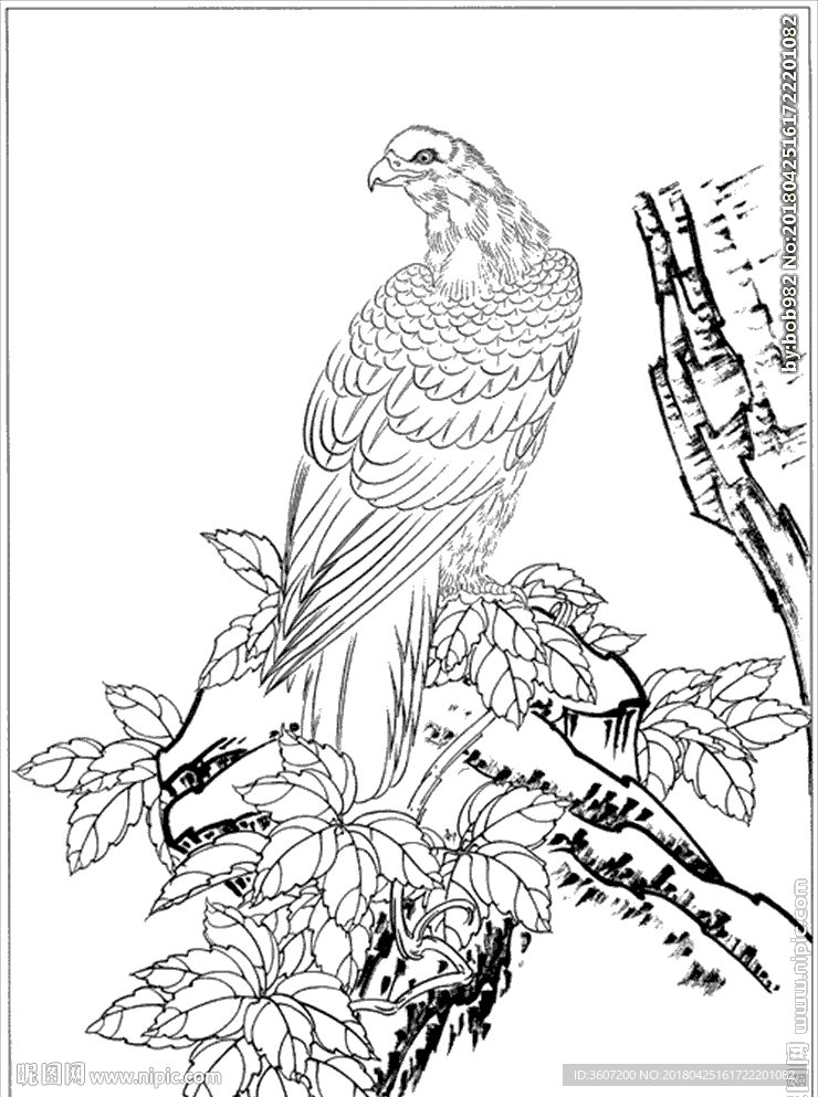 雄鹰线描 雄鹰白描 雄鹰素描