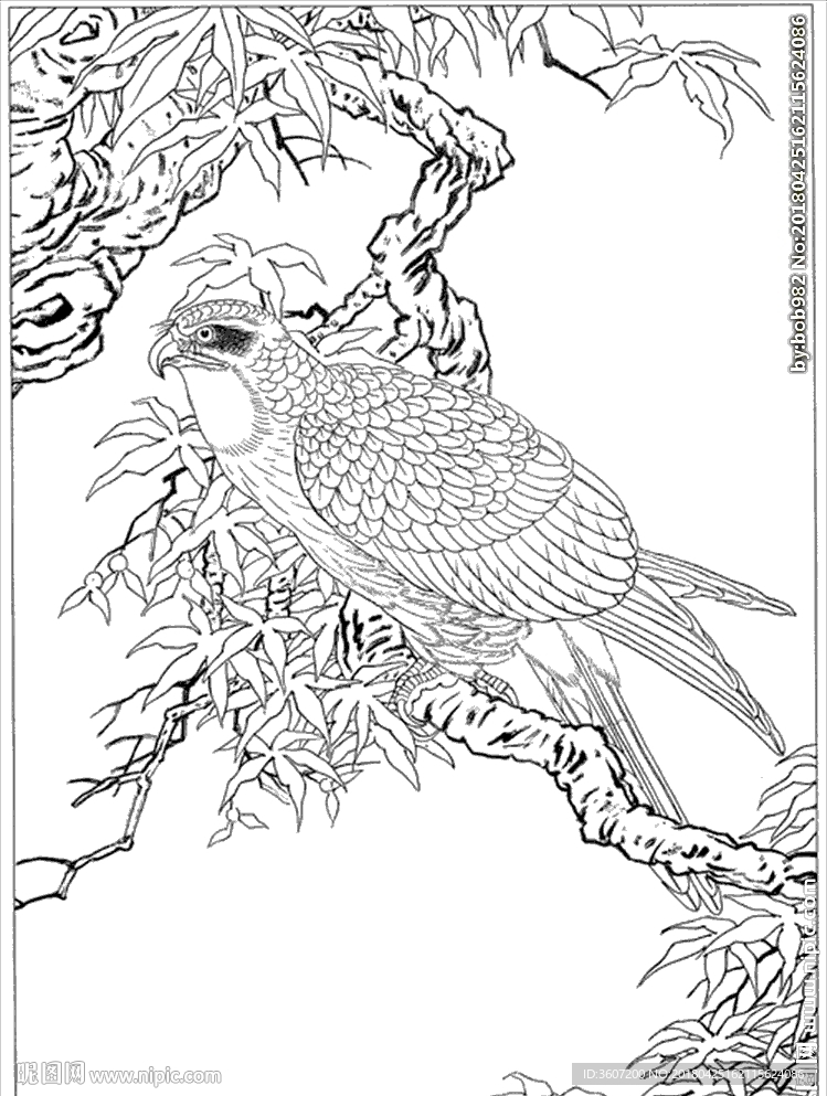 雄鹰线描 雄鹰白描 雄鹰素描