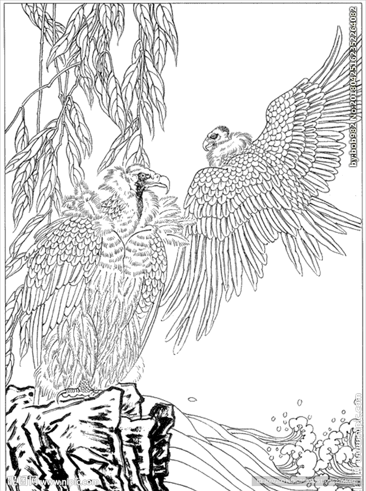 雄鹰线描 雄鹰白描 雄鹰素描