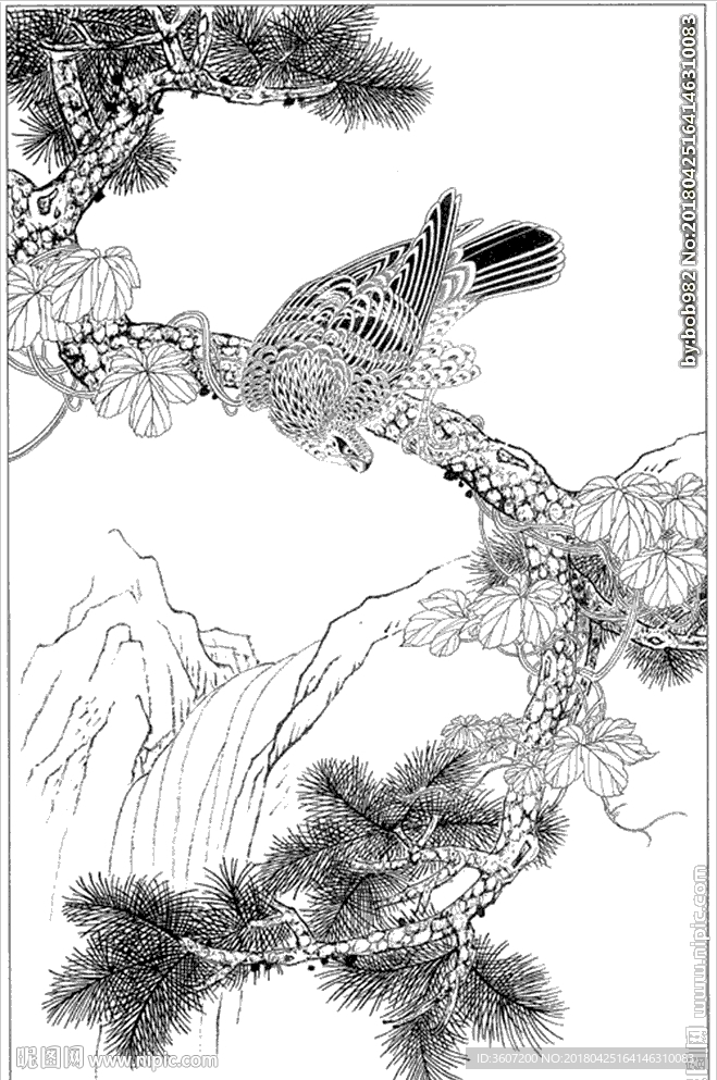 雄鹰线描 雄鹰白描 雄鹰素描