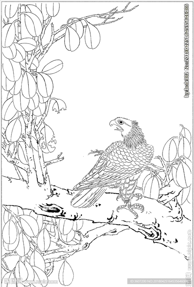 雄鹰线描 雄鹰白描 雄鹰素描