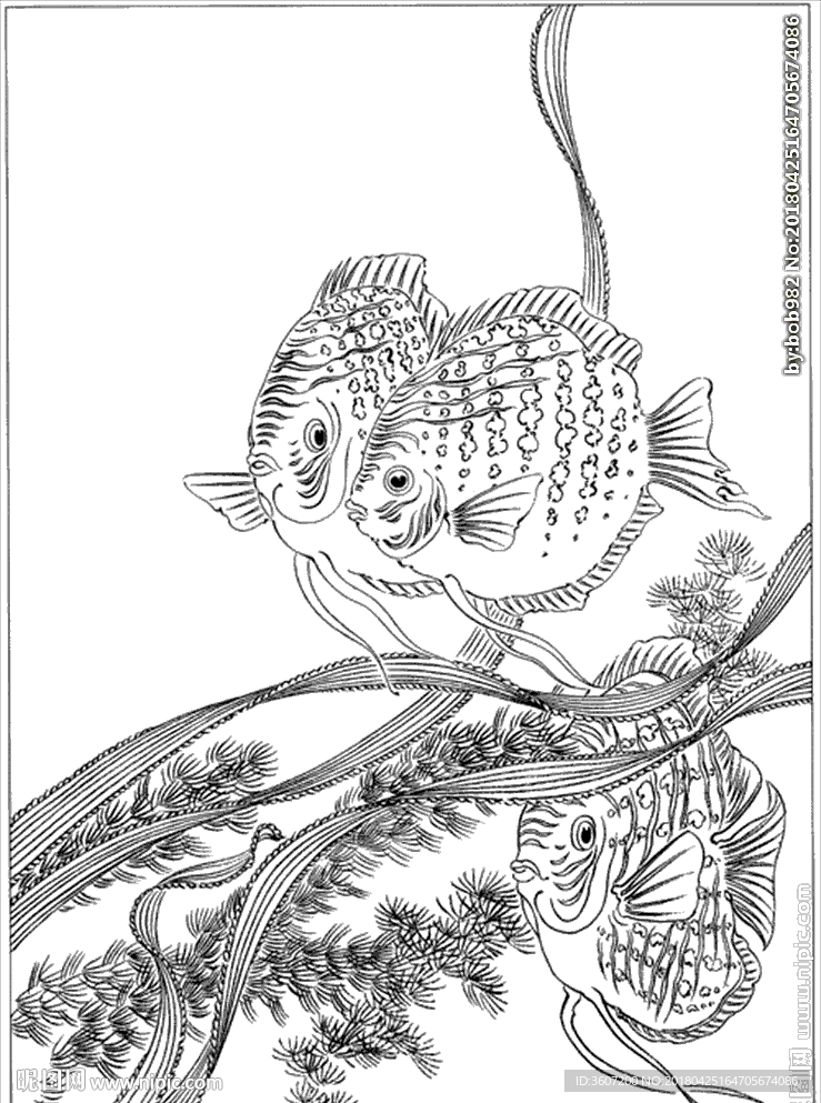 连年有余 鲤鱼线描 金鱼线描