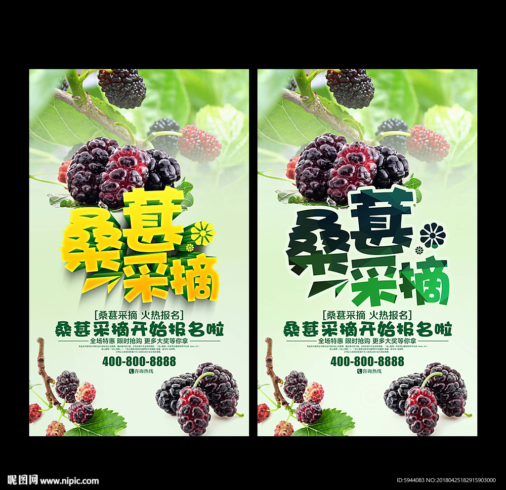 桑葚