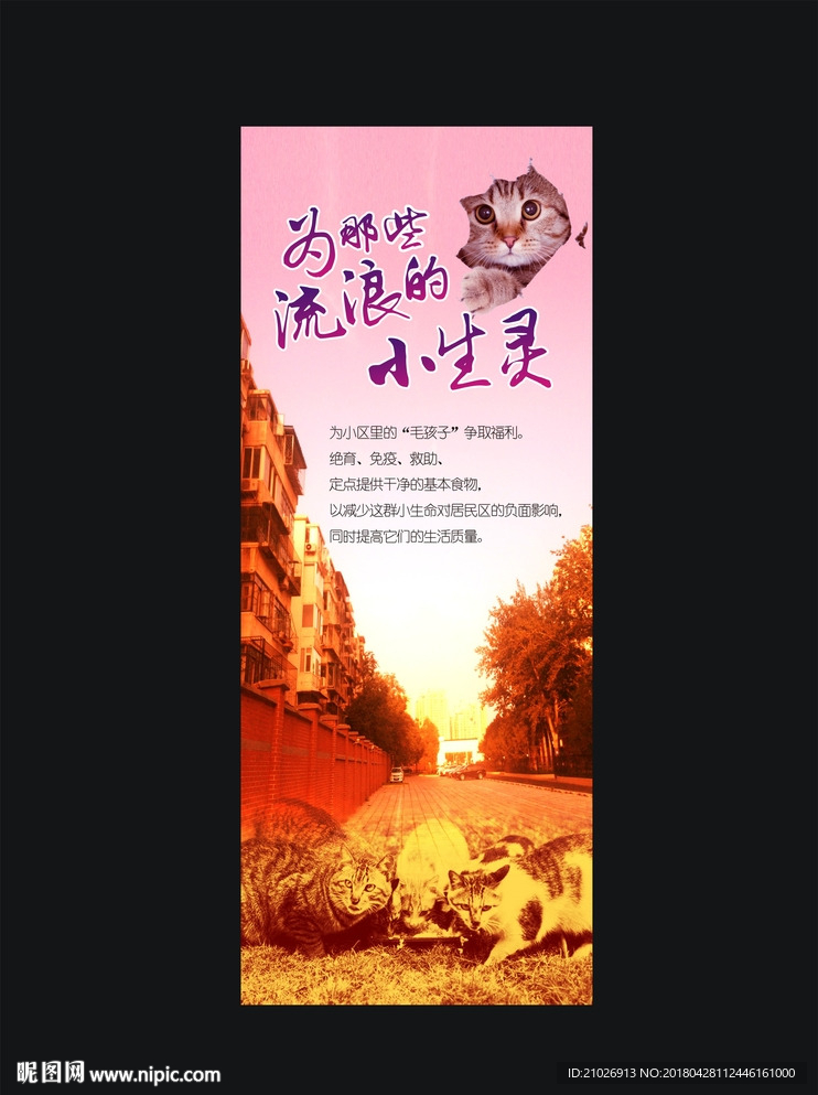 流浪猫