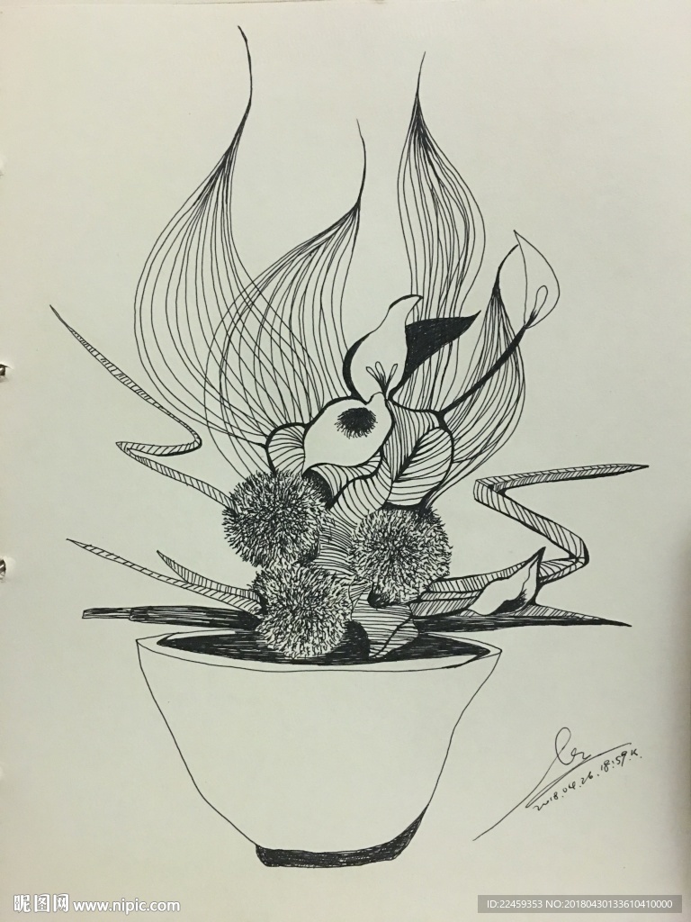 花绘素描  花插图