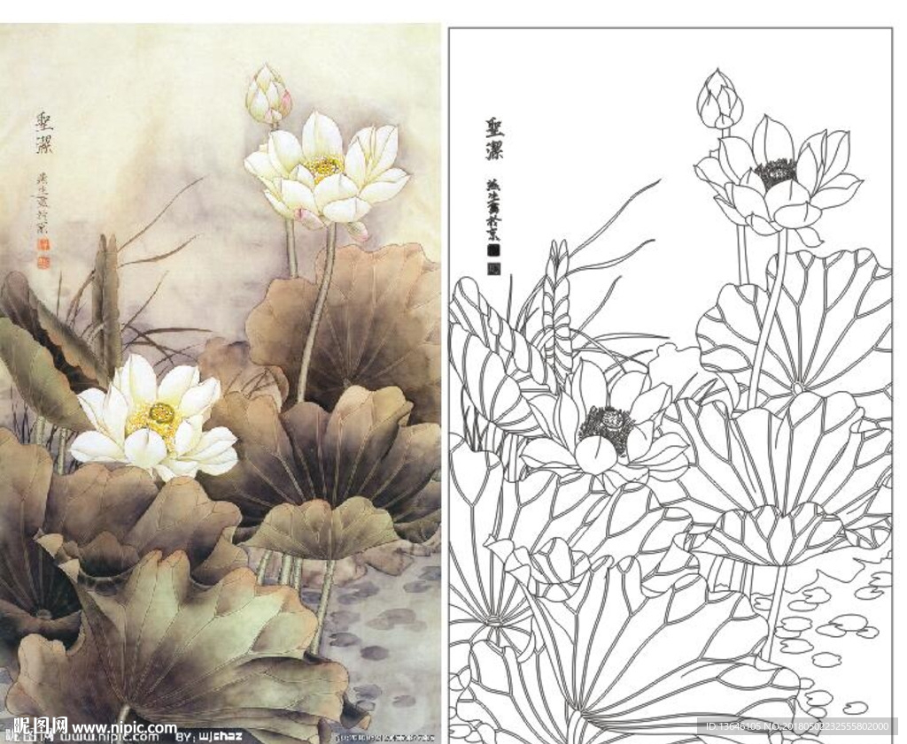 荷花圣洁