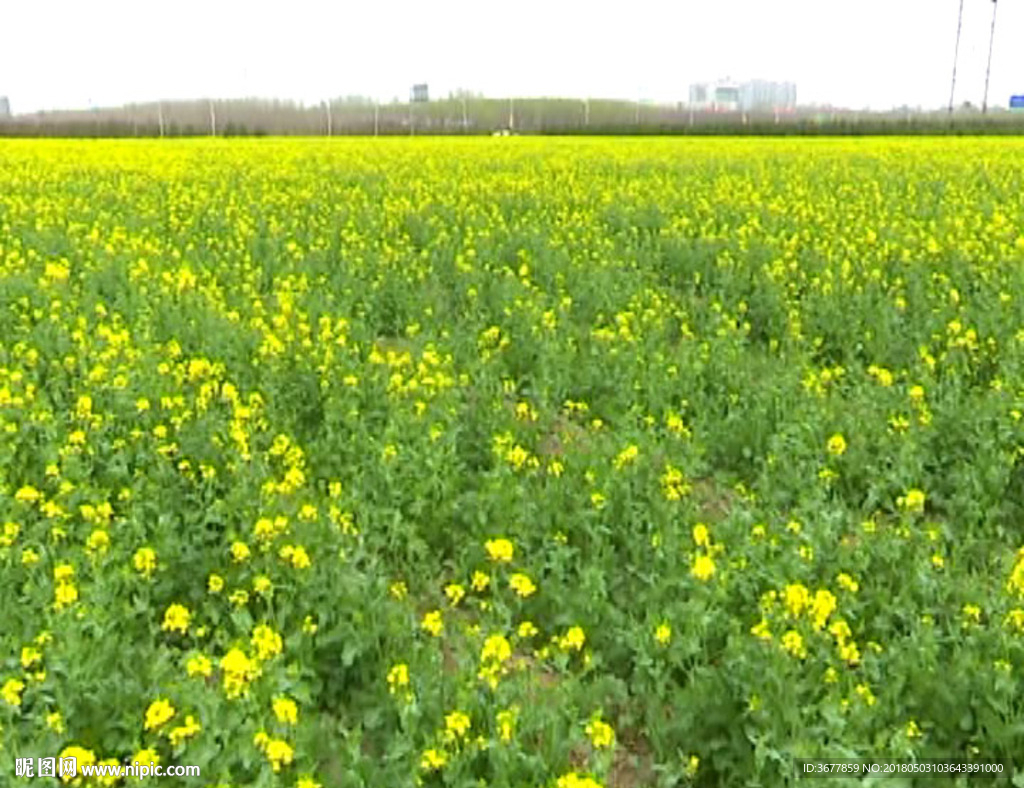 油菜花