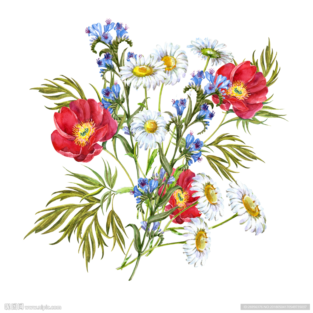 花枝罂 粟花