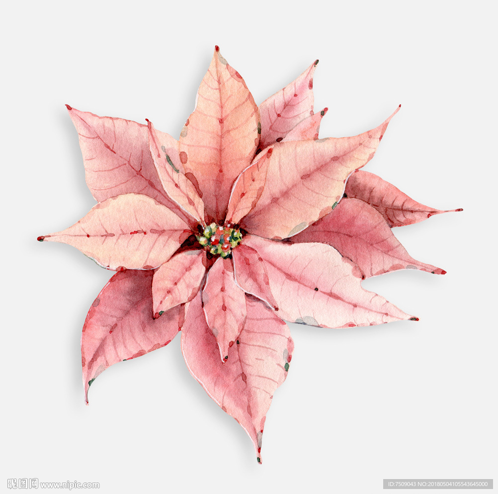 花插画