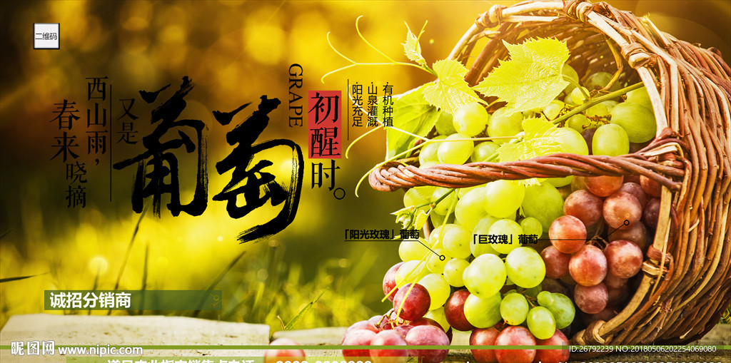 葡萄海报 葡萄上市 提子 红缇
