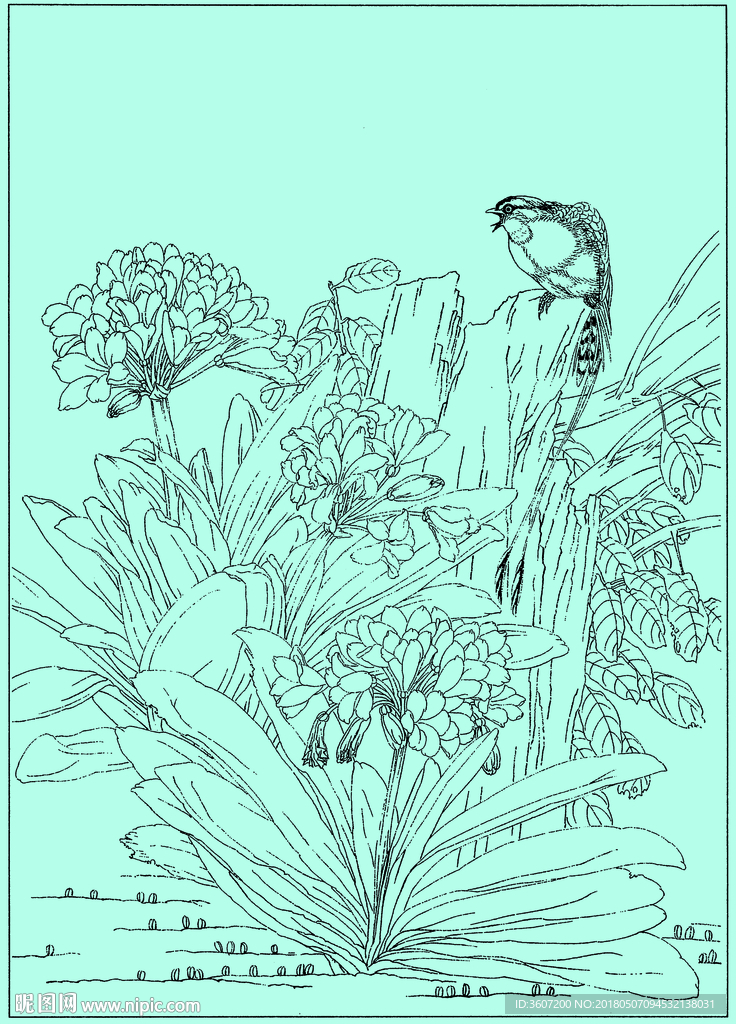 君子兰线描 君子兰白描 君子兰