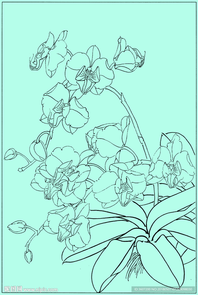 洋兰线描 洋兰白描 洋兰素描