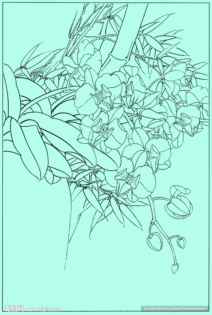 洋兰线描 洋兰白描 洋兰素描