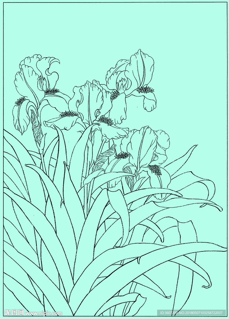 鸢尾兰线描 鸢尾兰白描 鸢尾兰