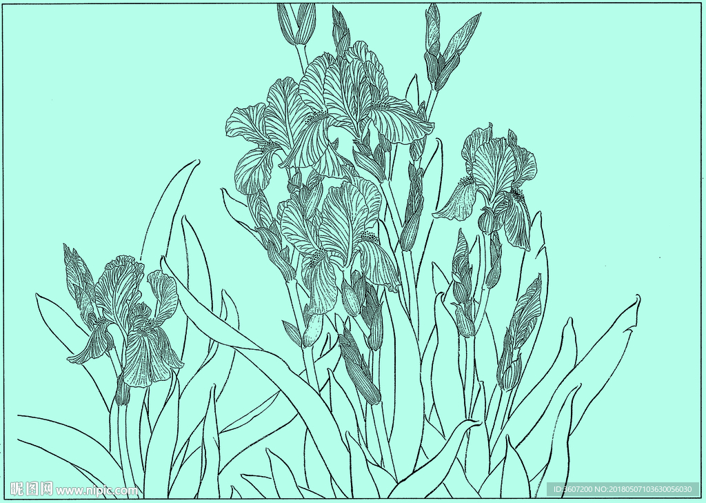 鸢尾兰线描 鸢尾兰白描 鸢尾兰