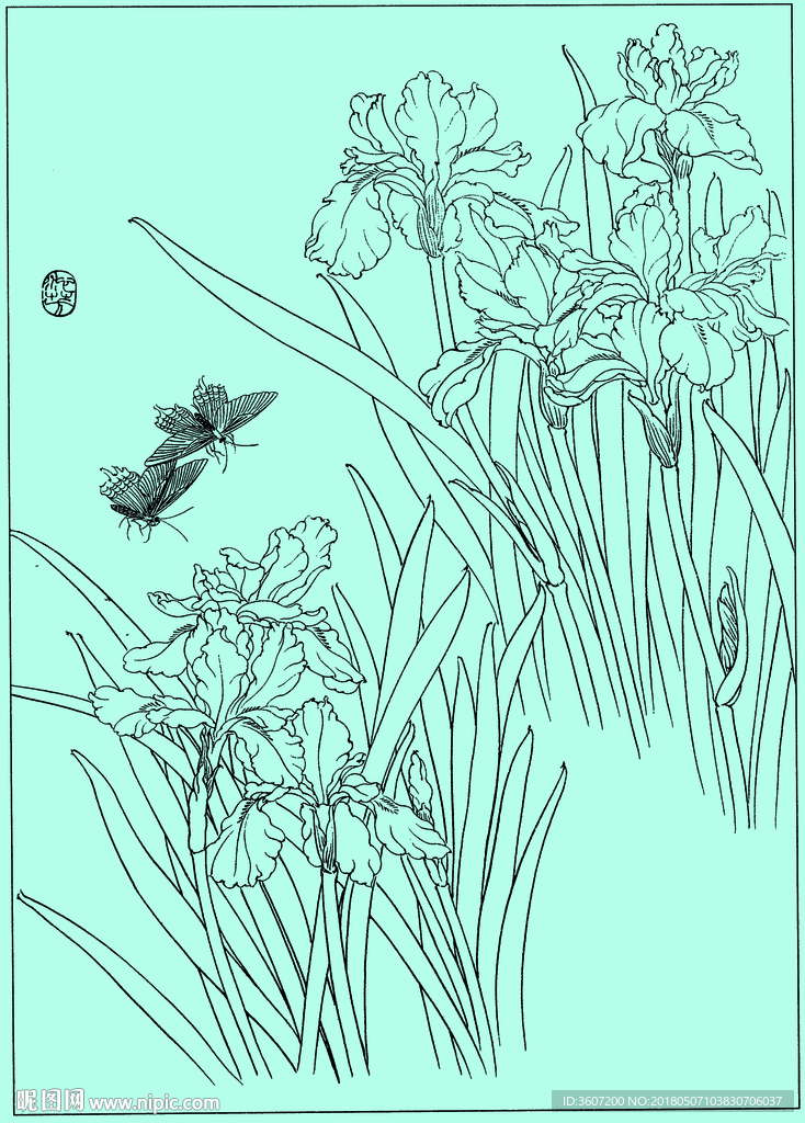 鸢尾兰线描 鸢尾兰白描 鸢尾兰