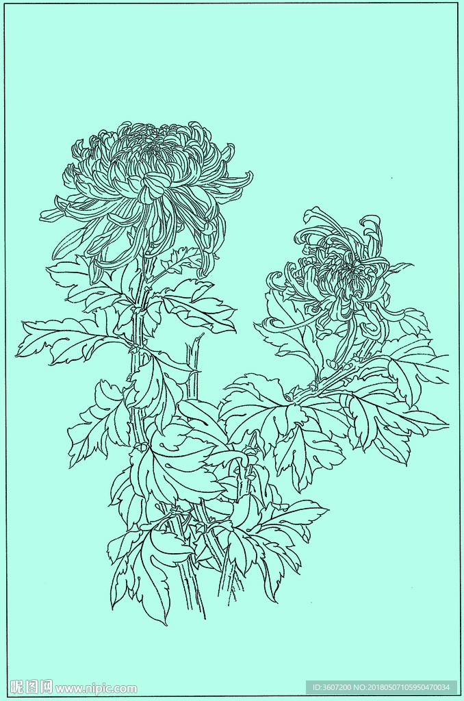 菊花线描 菊花白描 菊花素描