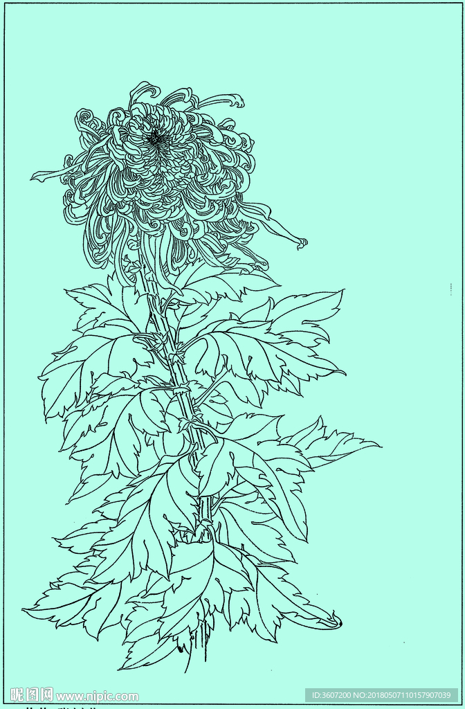 菊花线描 菊花白描 菊花素描