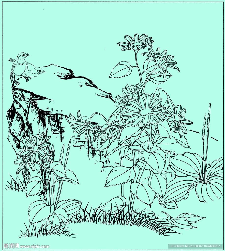 菊花线描 菊花白描 菊花素描