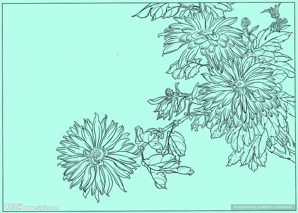 菊花线描 菊花白描 菊花素描
