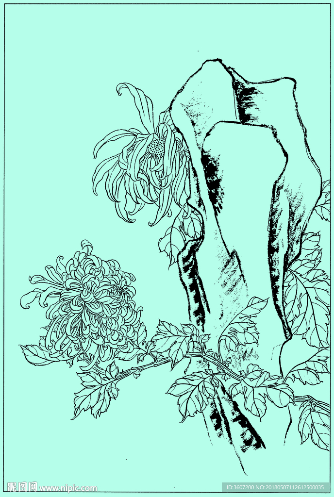 菊花线描 菊花白描 菊花素描