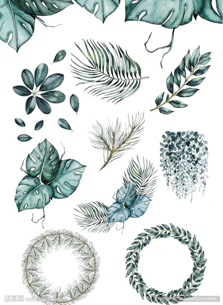 植物插画